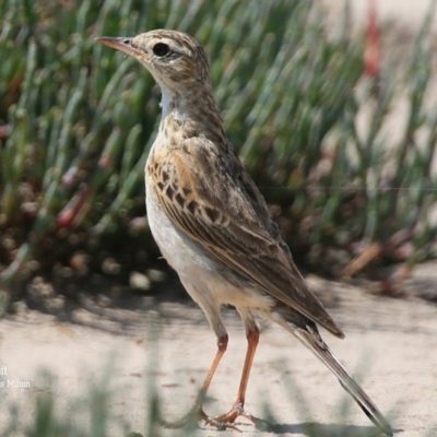 Anthus australis (Australian Pipit) at Milton, NSW - 27 Nov 2015 by Charles Dove