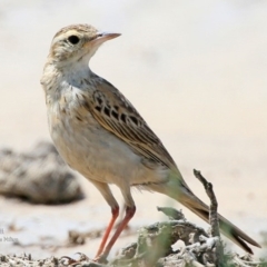 Anthus australis at Milton, NSW - 28 Nov 2015