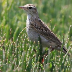 Anthus australis at Milton, NSW - 28 Nov 2015 12:00 AM