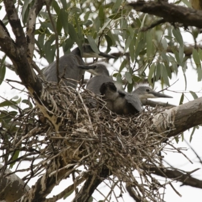 Egretta novaehollandiae (White-faced Heron) at Illilanga & Baroona - 6 Dec 2015 by Illilanga