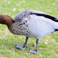 Chenonetta jubata (Australian Wood Duck) at Lake Conjola, NSW - 26 Nov 2015 by CharlesDove