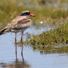 Charadrius melanops (Black-fronted Dotterel) at Milton, NSW - 27 Nov 2015 by Charles Dove