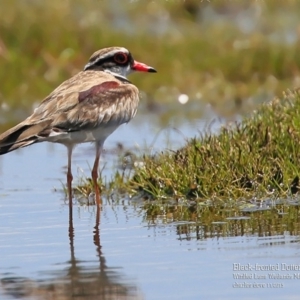 Charadrius melanops at Milton, NSW - 28 Nov 2015 12:00 AM