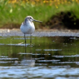 Tringa nebularia at Milton, NSW - 28 Nov 2015 12:00 AM