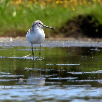 Tringa nebularia (Common Greenshank) at Milton, NSW - 28 Nov 2015 by CharlesDove