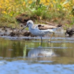 Tringa nebularia at Milton, NSW - 28 Nov 2015 12:00 AM