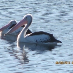 Pelecanus conspicillatus (Australian Pelican) at Michelago, NSW - 8 Aug 2012 by Illilanga