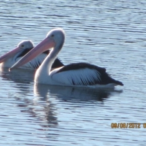 Pelecanus conspicillatus at Michelago, NSW - 8 Aug 2012 09:23 AM