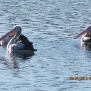 Pelecanus conspicillatus at Michelago, NSW - 8 Aug 2012