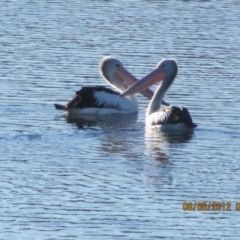 Pelecanus conspicillatus at Michelago, NSW - 8 Aug 2012