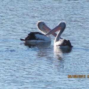 Pelecanus conspicillatus at Michelago, NSW - 8 Aug 2012