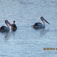 Pelecanus conspicillatus at Michelago, NSW - 8 Aug 2012 09:23 AM