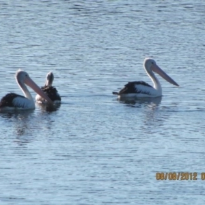 Pelecanus conspicillatus at Michelago, NSW - 8 Aug 2012