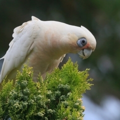 Cacatua sanguinea (Little Corella) at Lake Conjola, NSW - 24 Nov 2015 by Charles Dove