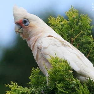 Cacatua sanguinea at Lake Conjola, NSW - 25 Nov 2015 12:00 AM