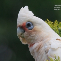Cacatua sanguinea at Lake Conjola, NSW - 25 Nov 2015 12:00 AM
