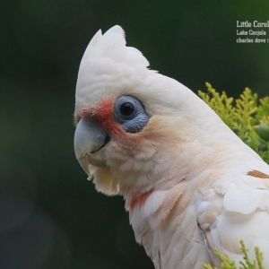 Cacatua sanguinea at Lake Conjola, NSW - 25 Nov 2015 12:00 AM
