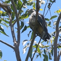 Aviceda subcristata (Pacific Baza) at Conjola, NSW - 23 Nov 2015 by CharlesDove