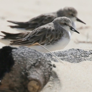 Calidris ruficollis at Lake Conjola, NSW - 27 Nov 2015