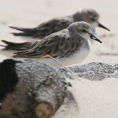 Calidris ruficollis (Red-necked Stint) at Lake Conjola, NSW - 27 Nov 2015 by CharlesDove