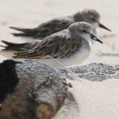 Calidris ruficollis (Red-necked Stint) at Conjola Bushcare - 26 Nov 2015 by Charles Dove