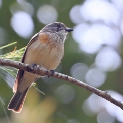 Pachycephala rufiventris (Rufous Whistler) at Lake Conjola, NSW - 28 Nov 2015 by CharlesDove