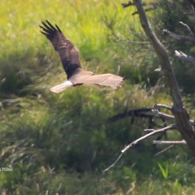 Circus approximans (Swamp Harrier) at Milton, NSW - 23 Nov 2015 by Charles Dove