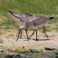 Limosa lapponica (Bar-tailed Godwit) at Jervis Bay National Park - 15 Nov 2015 by Charles Dove