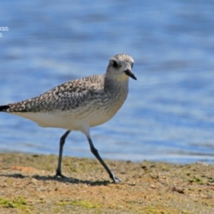 Pluvialis squatarola at Jervis Bay National Park - 15 Nov 2015 12:00 AM