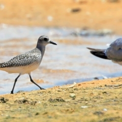 Pluvialis squatarola at Jervis Bay National Park - 15 Nov 2015 12:00 AM