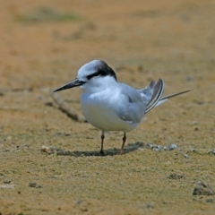 Sternula albifrons (Little Tern) at Jervis Bay National Park - 15 Nov 2015 by CharlesDove