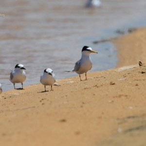 Sternula albifrons at Jervis Bay National Park - 15 Nov 2015 12:00 AM