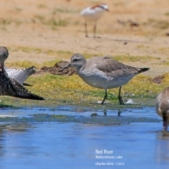 Calidris canutus (Red Knot) at Jervis Bay National Park - 13 Nov 2015 by Charles Dove