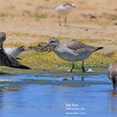 Calidris canutus (Red Knot) at Jervis Bay National Park - 14 Nov 2015 by CharlesDove