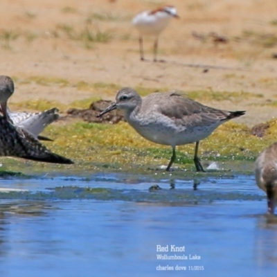 Calidris canutus (Red Knot) at Jervis Bay National Park - 13 Nov 2015 by Charles Dove