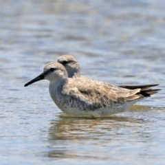 Calidris canutus at Jervis Bay National Park - 14 Nov 2015