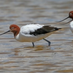 Recurvirostra novaehollandiae (Red-necked Avocet) at Jervis Bay National Park - 14 Nov 2015 by CharlesDove