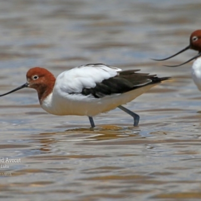 Recurvirostra novaehollandiae (Red-necked Avocet) at Jervis Bay National Park - 14 Nov 2015 by CharlesDove