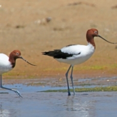 Recurvirostra novaehollandiae at Jervis Bay National Park - 14 Nov 2015 12:00 AM