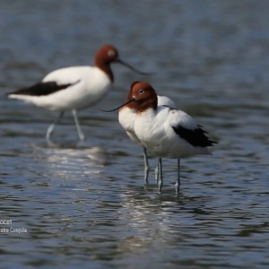 Recurvirostra novaehollandiae at Jervis Bay National Park - 14 Nov 2015 12:00 AM