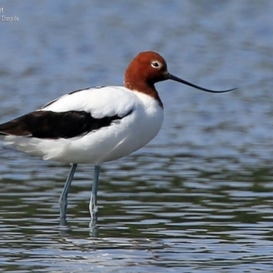 Recurvirostra novaehollandiae at Jervis Bay National Park - 14 Nov 2015