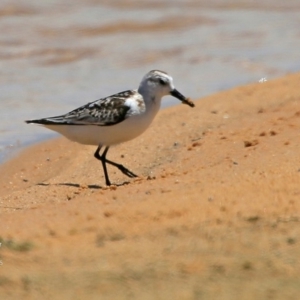 Calidris alba at Cunjurong Point, NSW - 16 Nov 2015