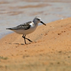 Calidris alba (Sanderling) at Cunjurong Point, NSW - 15 Nov 2015 by Charles Dove