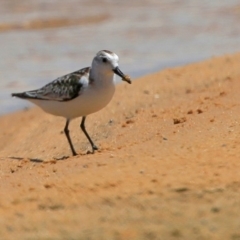 Calidris alba at Cunjurong Point, NSW - suppressed