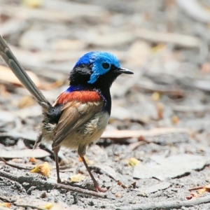 Malurus lamberti at Lake Conjola, NSW - 14 Nov 2015