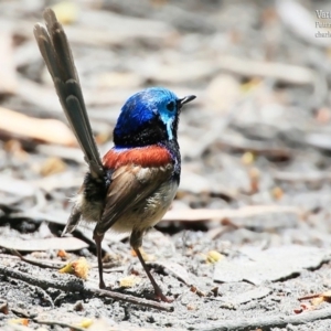 Malurus lamberti at Lake Conjola, NSW - 14 Nov 2015