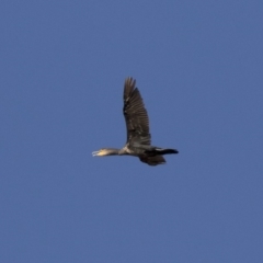 Phalacrocorax carbo (Great Cormorant) at Michelago, NSW - 24 Feb 2018 by Illilanga