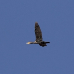 Phalacrocorax carbo (Great Cormorant) at Michelago, NSW - 23 Feb 2018 by Illilanga