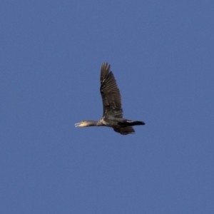 Phalacrocorax carbo at Michelago, NSW - 24 Feb 2018