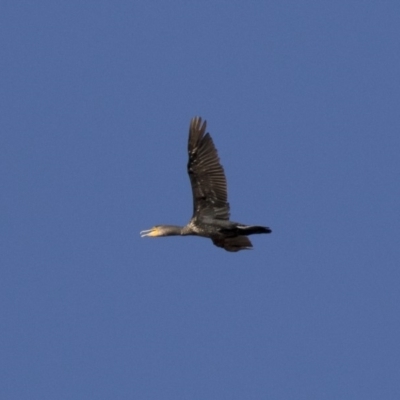 Phalacrocorax carbo (Great Cormorant) at Michelago, NSW - 24 Feb 2018 by Illilanga